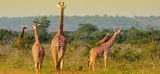 Tower of Giraffes in murchison falls national park