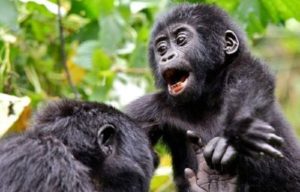 mountain Gorillas in the Bwindi forest