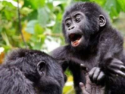 mountain Gorillas in the Bwindi forest
