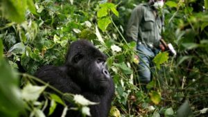 Gorilla habituation in Bwindi