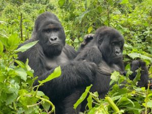 trekking gorillas in bwindi forest