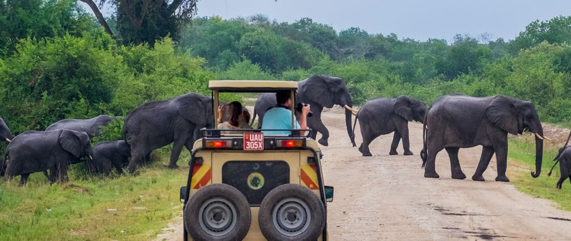 Game drive in Queen Elizabeth park