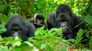 gorilla family in Rwanda