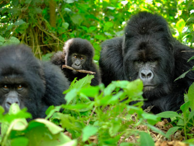 gorilla-trekking in uganda