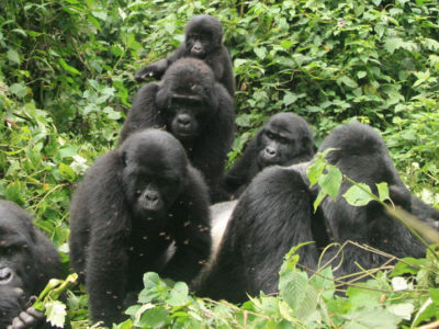 tour operator uganda