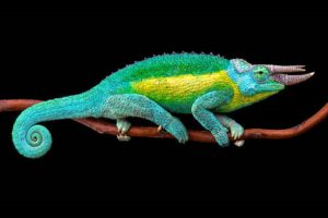 long-horned chameleon