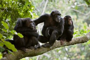 chimpanzee trekking in kibale forest national park