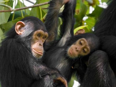 chimpanzee tracking in uganda