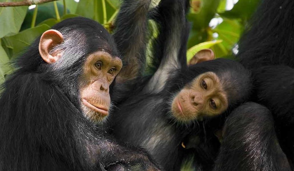 chimpanzee tracking in KIbale forest