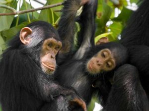chimpanzee tracking in KIbale forest