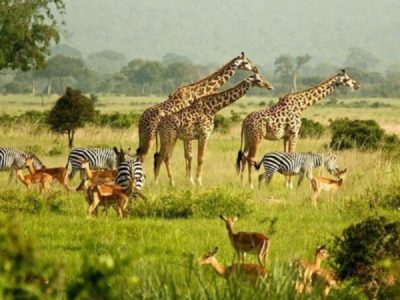 wildlife on a Uganda safari