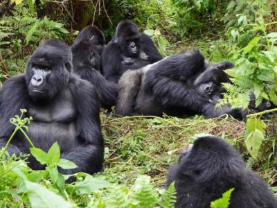 mountain gorilla family in the forest
