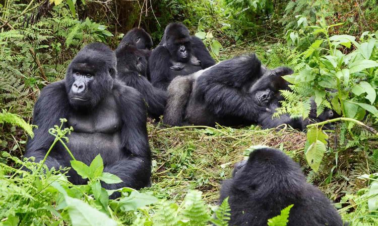 mountain gorilla family in the forest