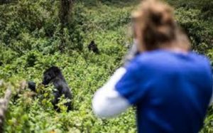 gorilla trekking in mbwindi