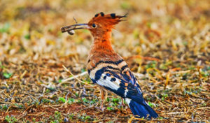 birding activity at ziwa rhino sanctuary