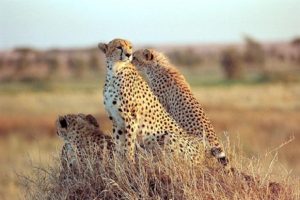 cheetahs can only seen in Kidepo- National-Park