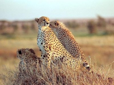 cheetahs can only seen in Kidepo- National-Park