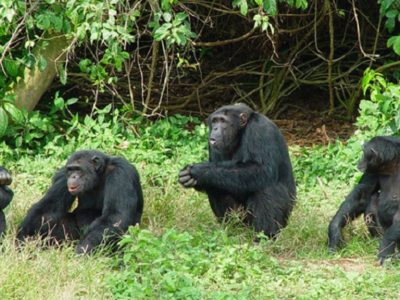 chimpanzees in Uganda