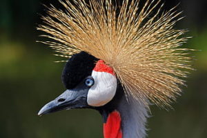 Crested crane in uganda