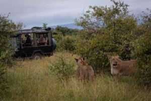 Game drives in the wild