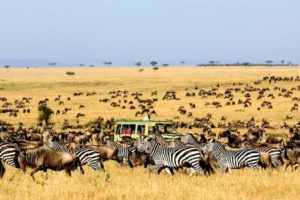 take a thrilling game drive in kidepo valleys