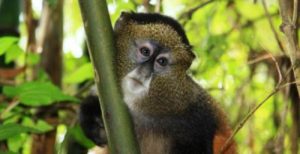 tracking golden monkey in mgahinga