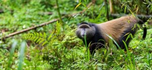 golden monkey tracking