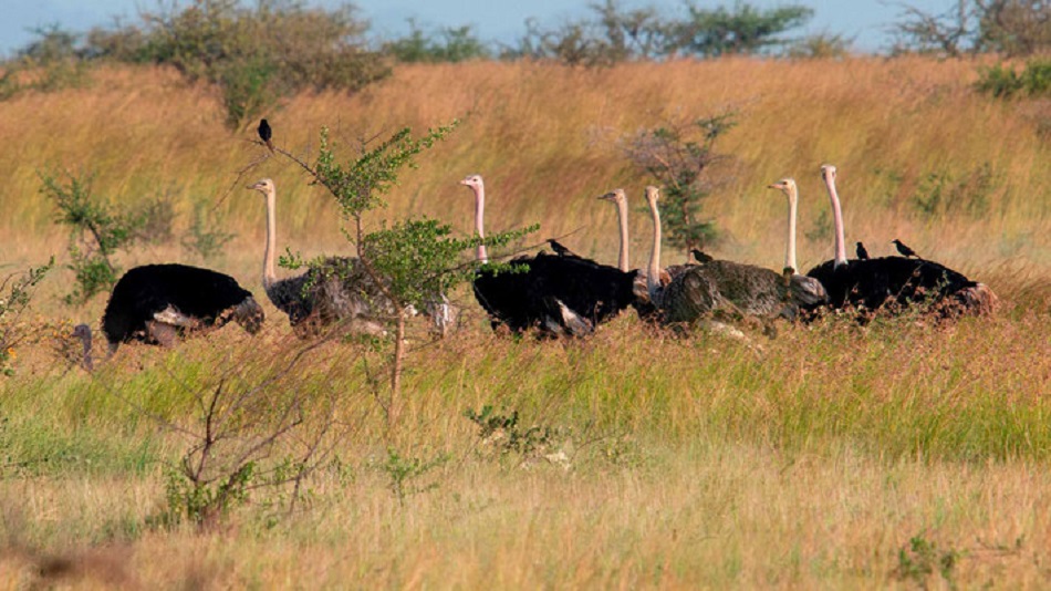 IN all Uganda National parks, ostrich is endemic to Kidepo national park