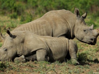 white rhinos