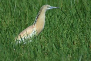 Squacco Heron in QENP