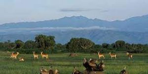 wild animals in queen Elizabeth National park