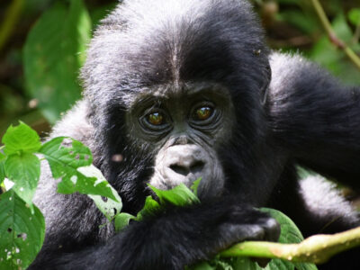mountain gorilla in Bwindi Forest National Park