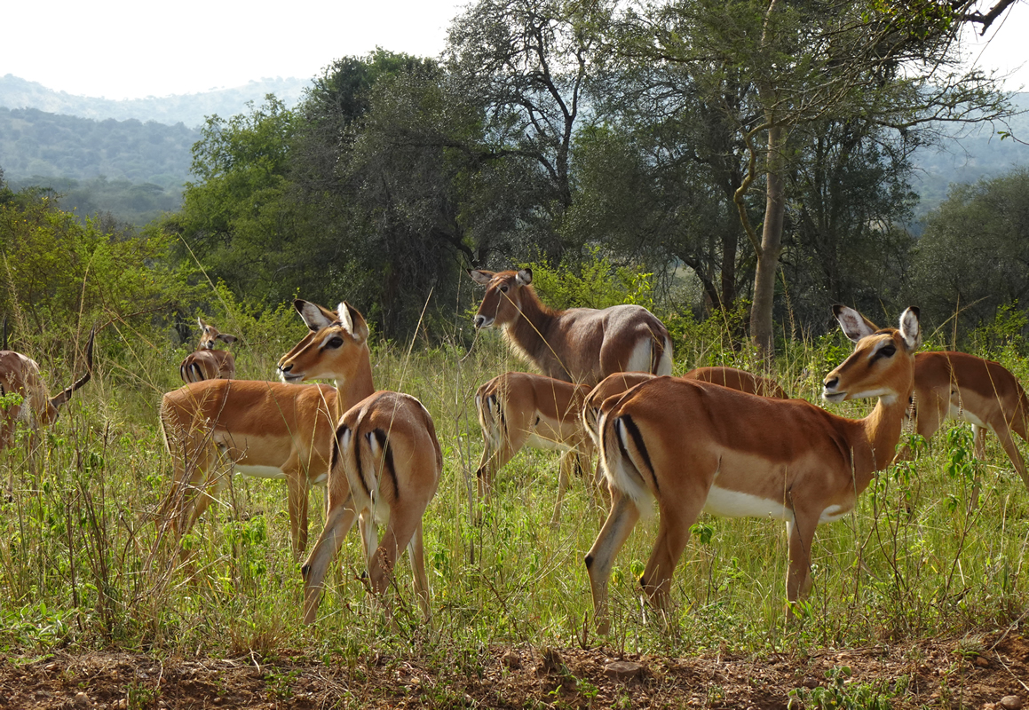 tour operator uganda