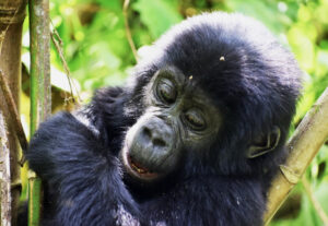 A young mountain gorilla