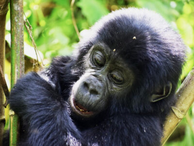 A young mountain gorilla