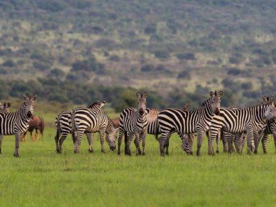 wildlife safaris in akagera national park