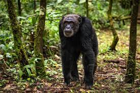 chimpanzee in kibale park