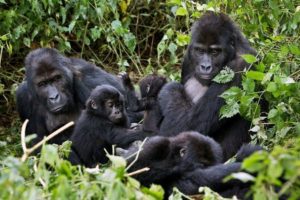 mountain gorillas in DR Congo