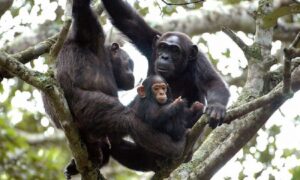 chimps in nyungwe forest national park-Rwanda