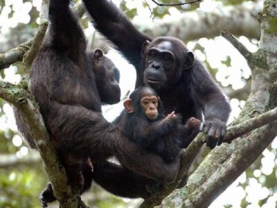 chimps in kibale forest national park-Rwanda