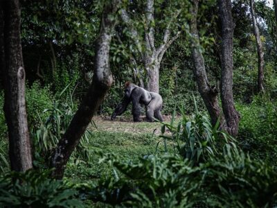 A giant silverback gorilla in volcanoes national park