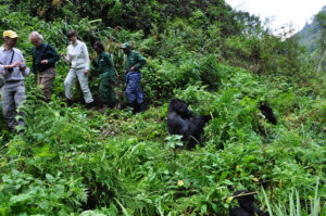 trekking gorillas in volcanoles national park Rwanda