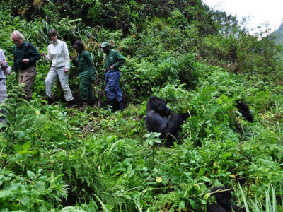 Trekking gorillas in Bwindi Impenetrable national park Rwanda