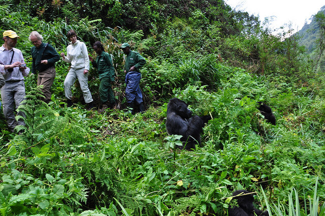 Trekking gorillas in Bwindi Impenetrable national park Rwanda