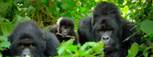 Mountain Gorillas in Uganda