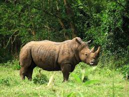 White Rhino to be re-introduced in Ajai reserve.