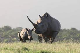 white Rhinos