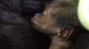Baby Gorilla born on valetines day