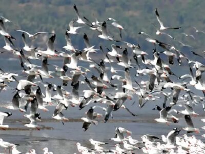 migratory birds takiing off