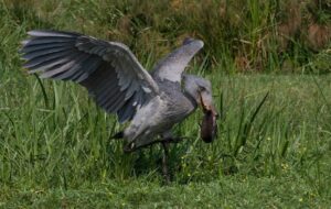 Shoebill stork one of Uganda's endemic/rare bird
